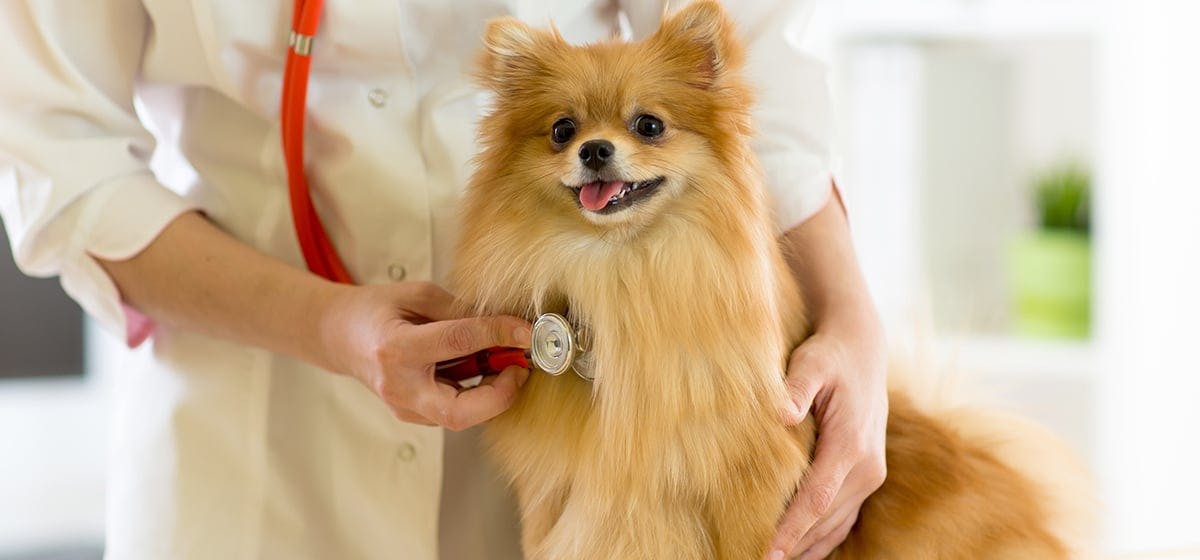 how long will a dog with diabetes live