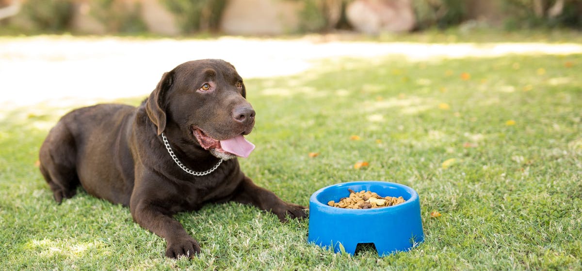 dog ate dry cat food