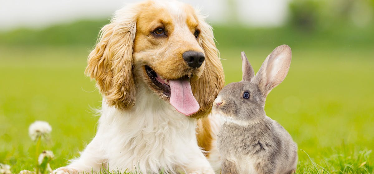 can-dogs-live-with-rabbits