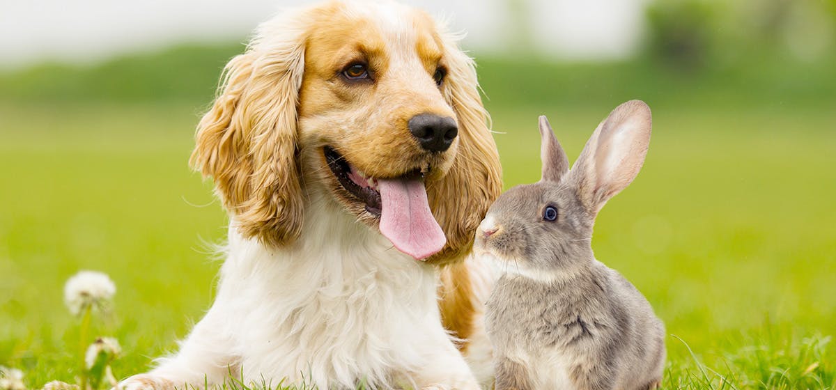 are bunnies good with dogs