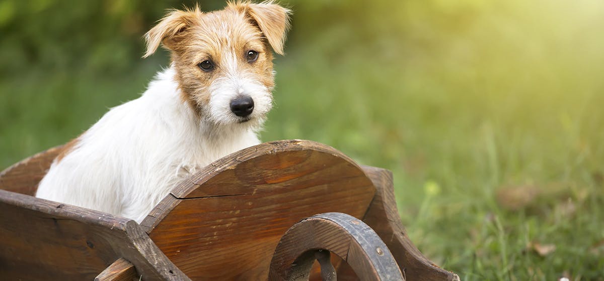 can-dogs-feels-barometric-pressure