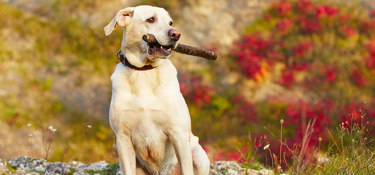 can puppies chew on sticks