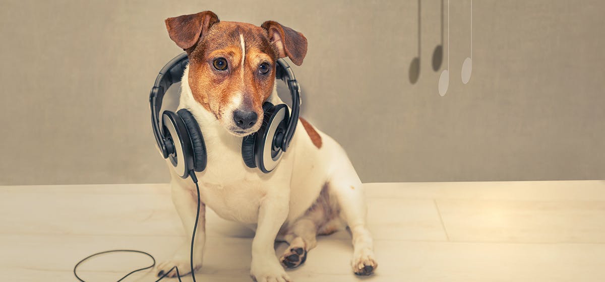 what-frequencies-can-dogs-hear
