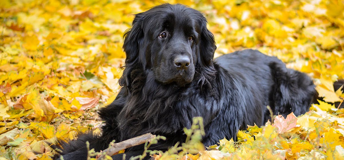 can-newfoundland-dogs-live-in-apartments