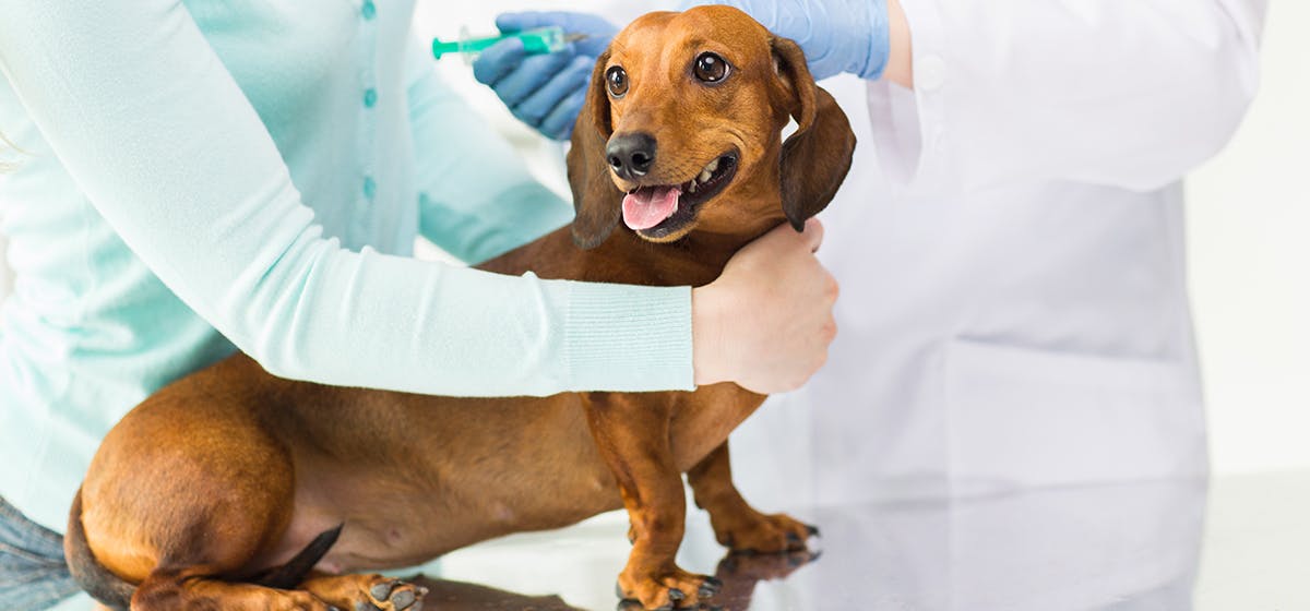 do dogs feel ill after vaccinations