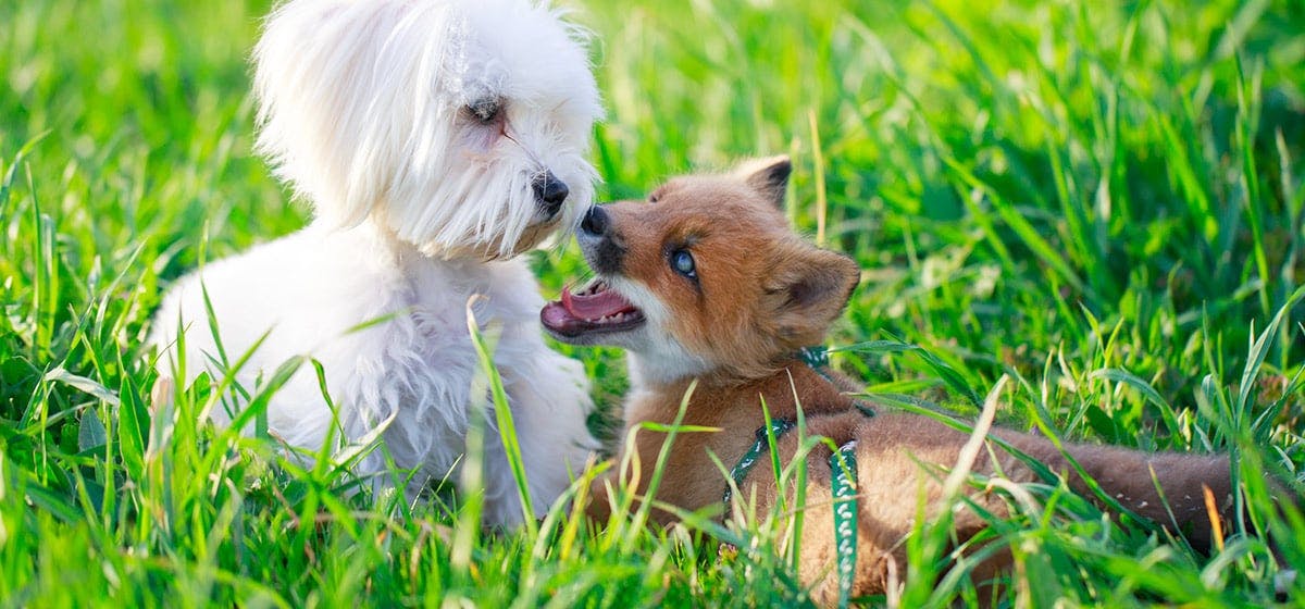 dog ate fox poo