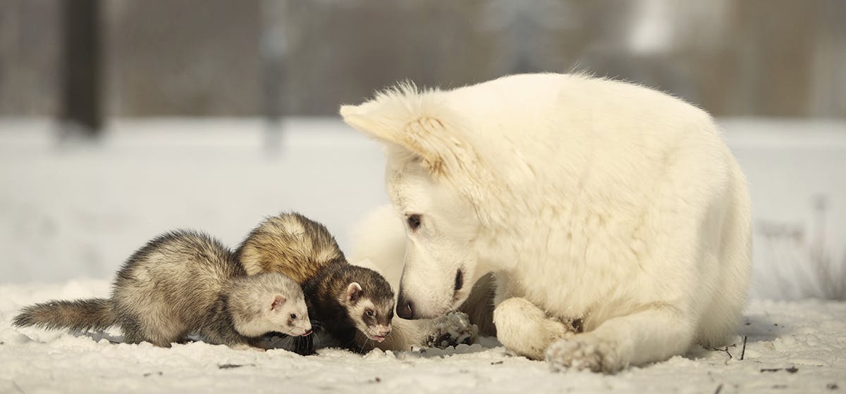 can-dogs-live-with-ferrets
