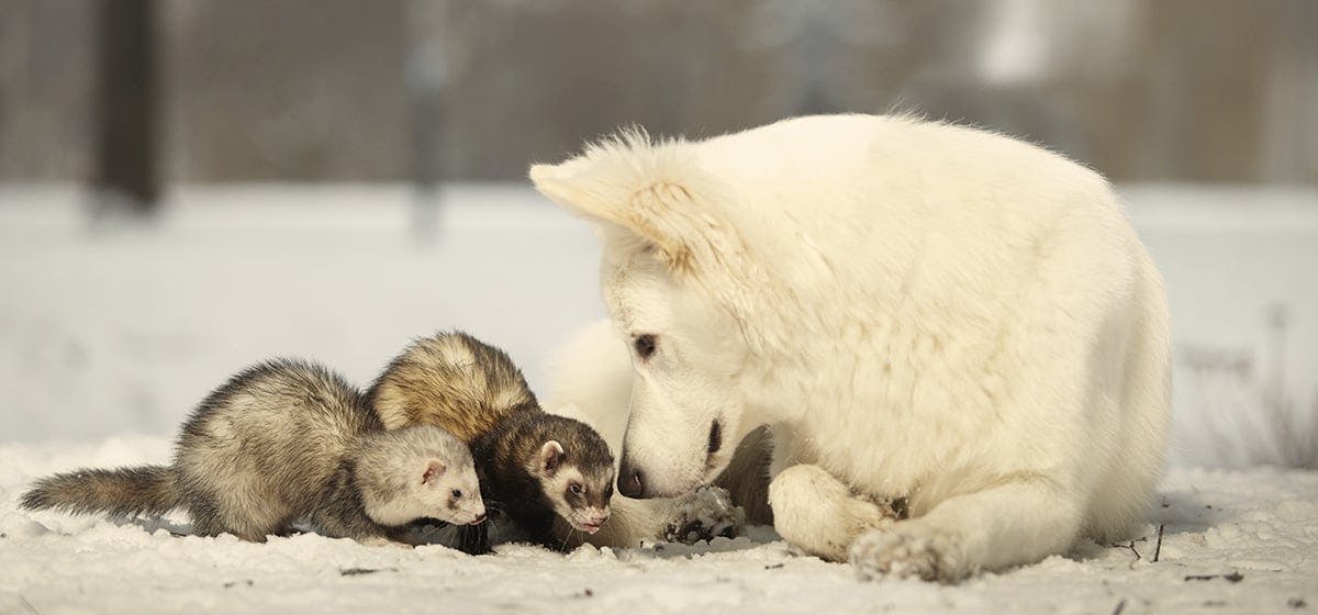 ferret playing with dog