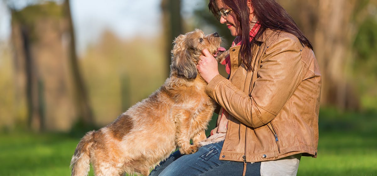 do dogs understand tone of voice