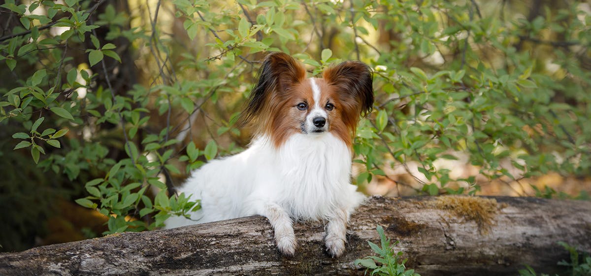 can dog pee cause black mold