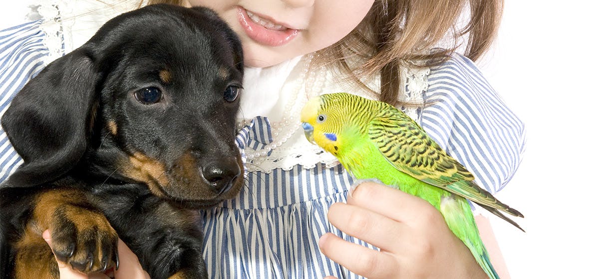 Puppy and sale parrot