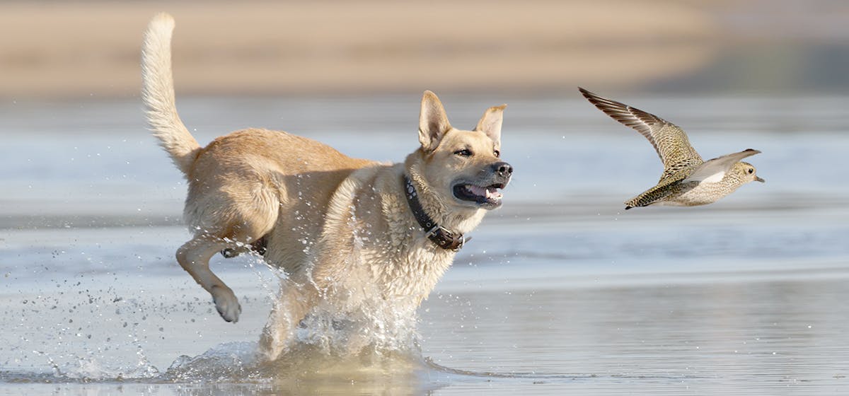 can-dogs-live-with-birds