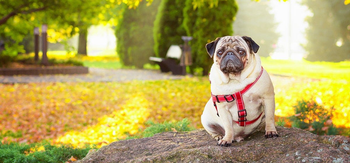 can-dogs-sniff-out-diamonds