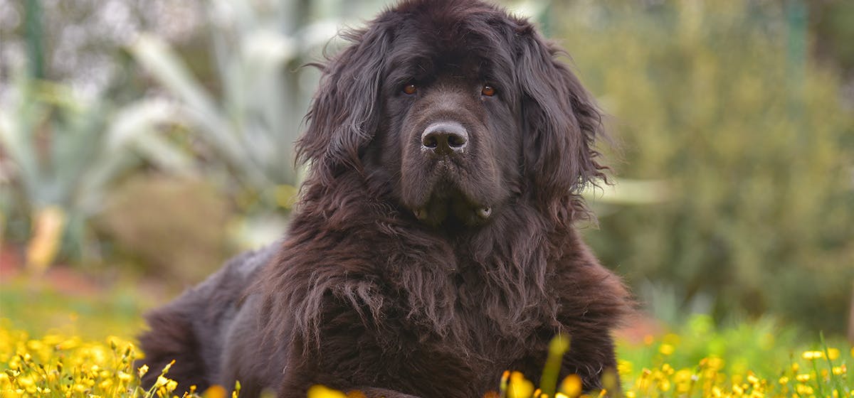 Can Newfoundland Dogs Live In Florida Wag