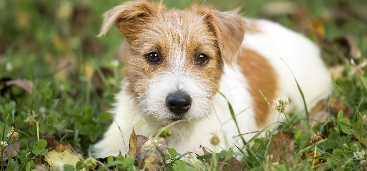 Human ear on sale drops for dogs