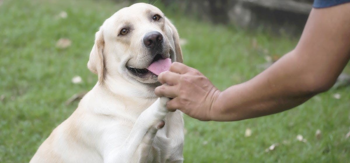 can-dogs-help-with-panic-attacks