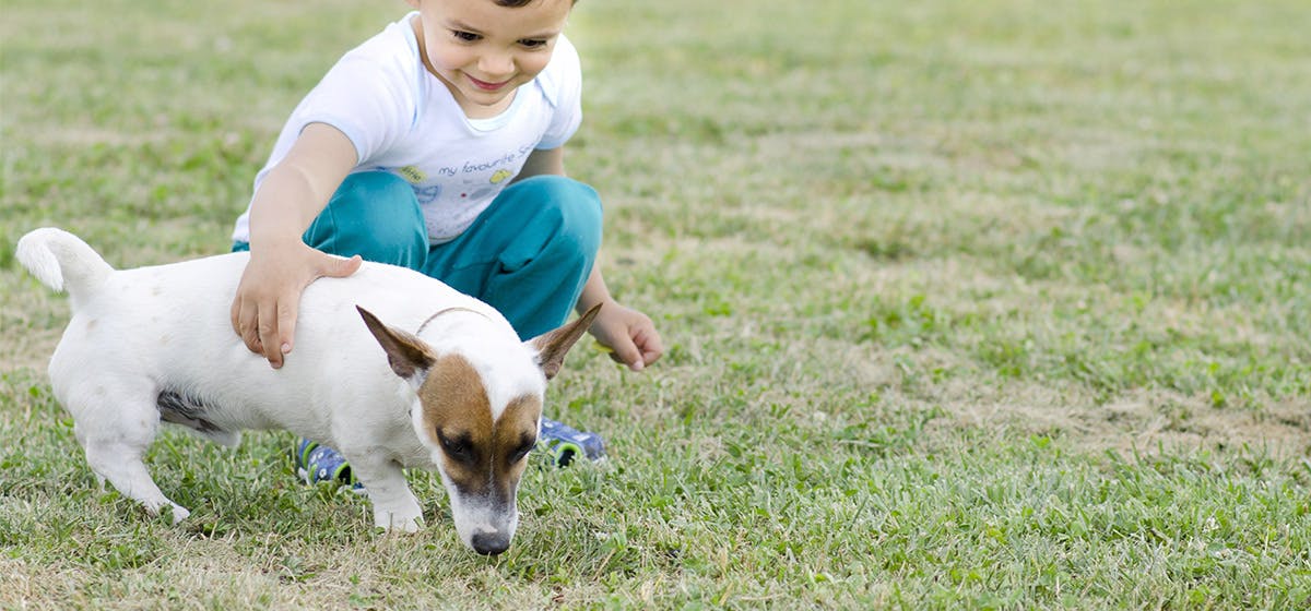 what is the best breed of dog for a child with adhd