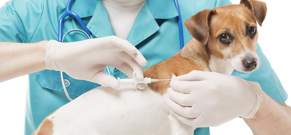 can a dog with rabies be treated