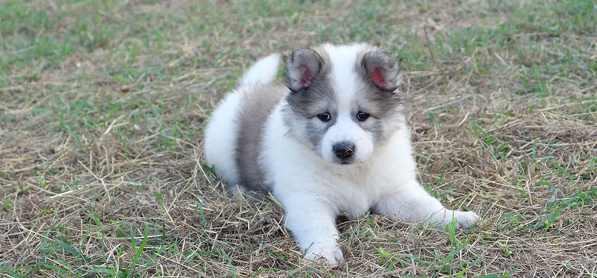 can-dogs-be-under-the-weather