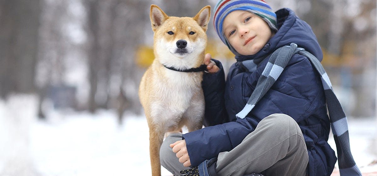 can-dogs-learn-sign-language