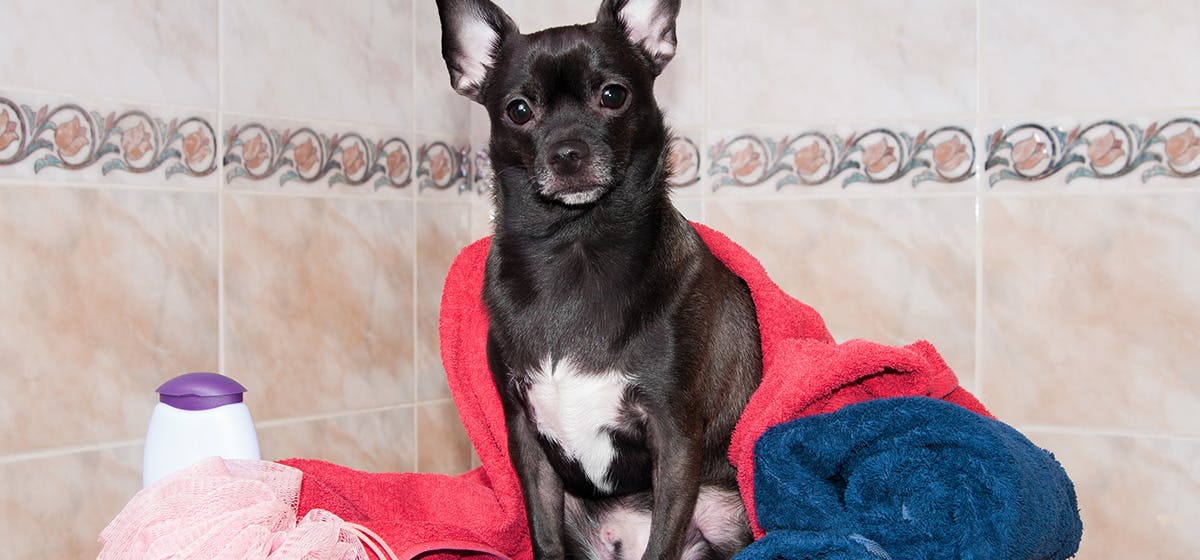 can you give a dog a bath with baby shampoo