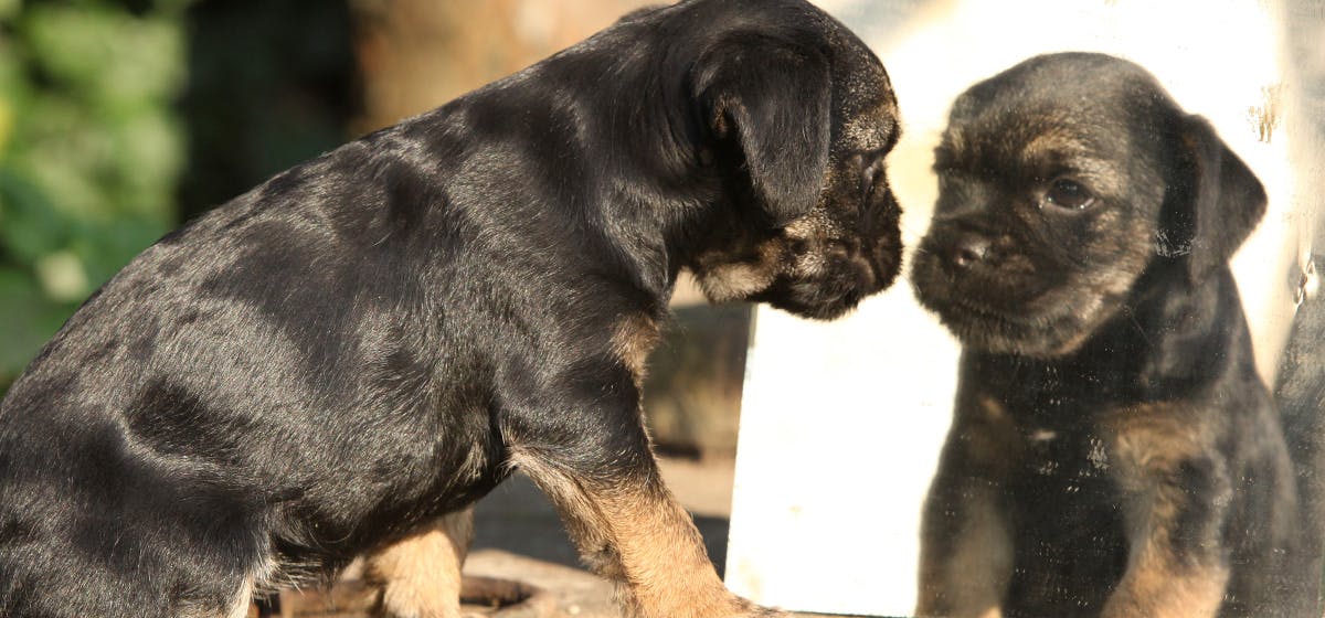 can some dogs recognize themselves in the mirror