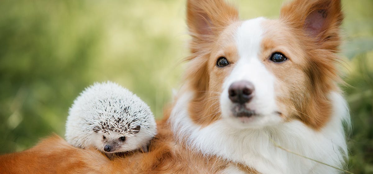 what-can-dogs-catch-from-hedgehogs