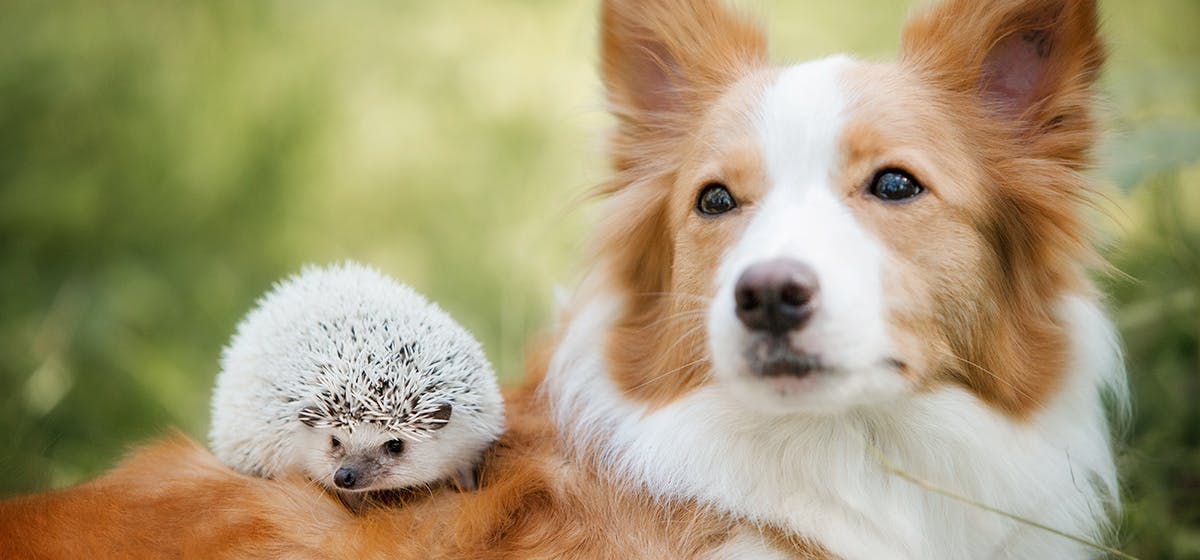 can dogs catch anything from hedgehogs