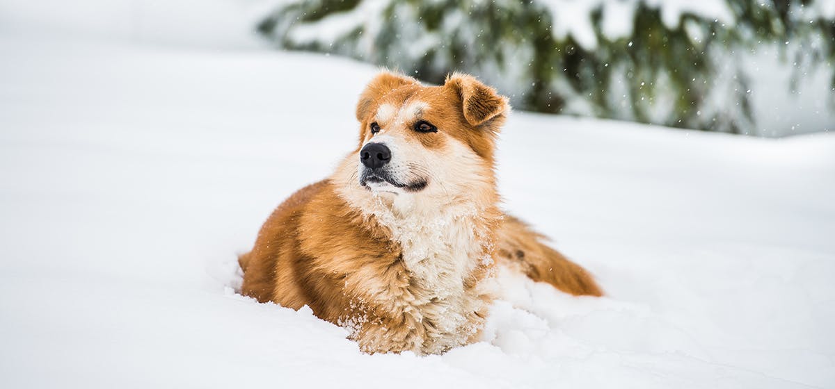 can dogs withstand cold weather