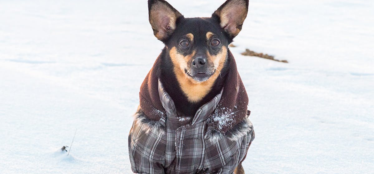 can-dogs-catch-your-cold