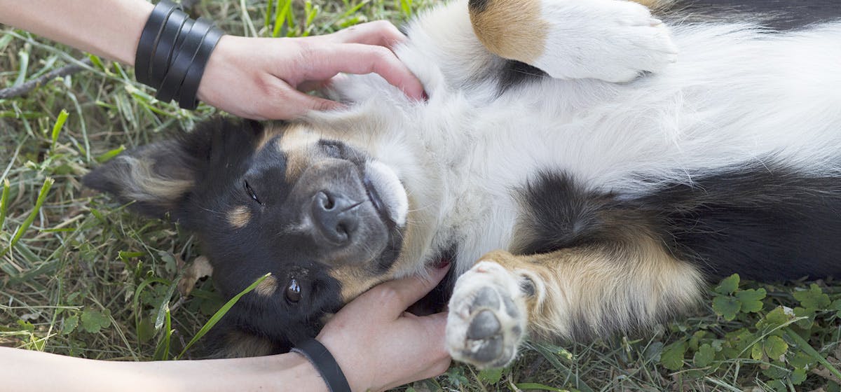 Dog best sale tickle spots