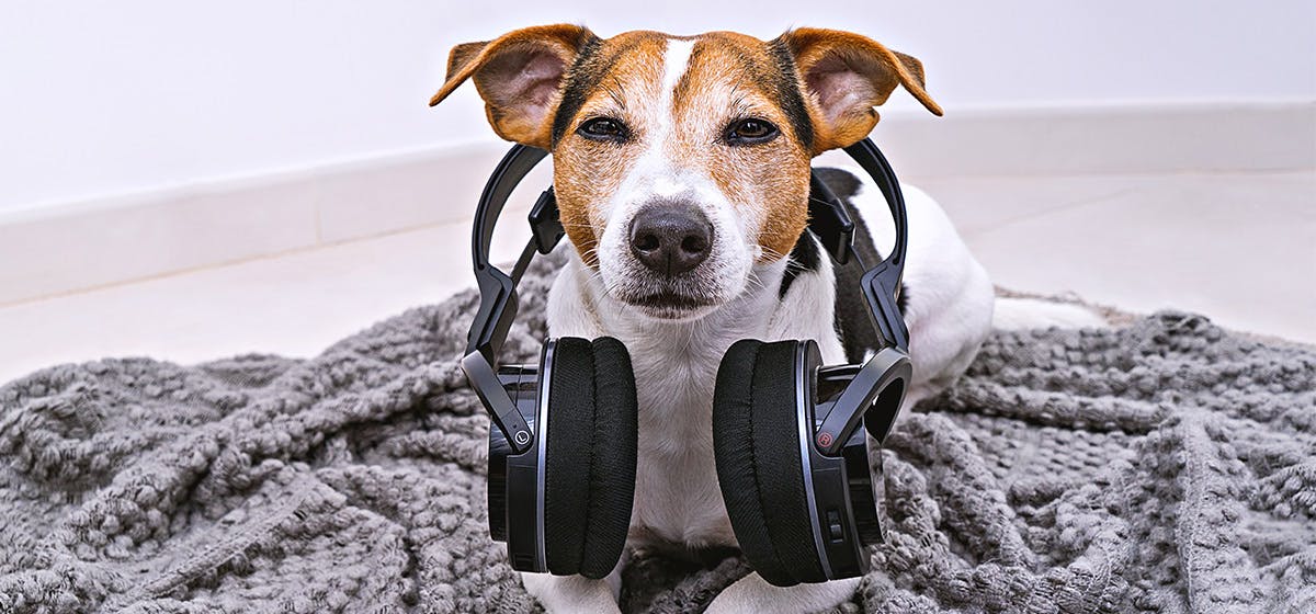 Can Dogs Hear Sounds that Humans Cannot? Wag!