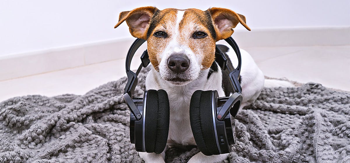 can-dogs-hear-sounds-that-humans-cannot