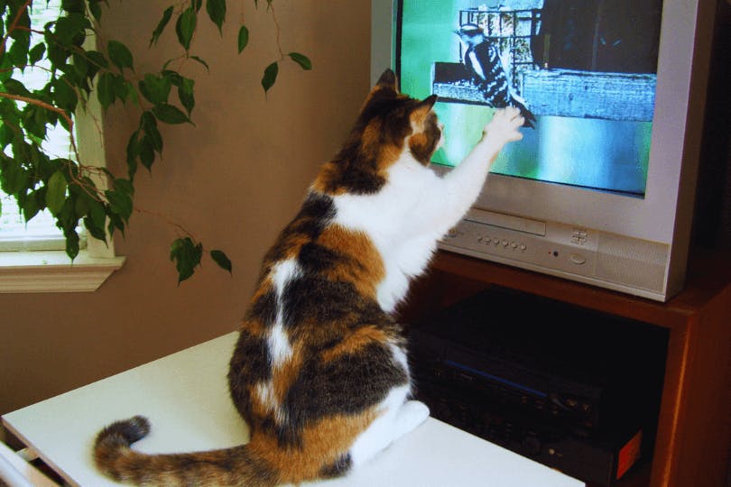 can-cats-understand-tv-4.png