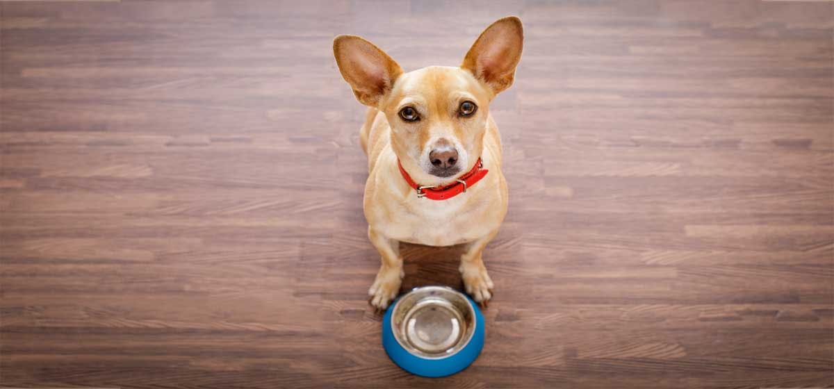 how-can-dogs-gain-weight