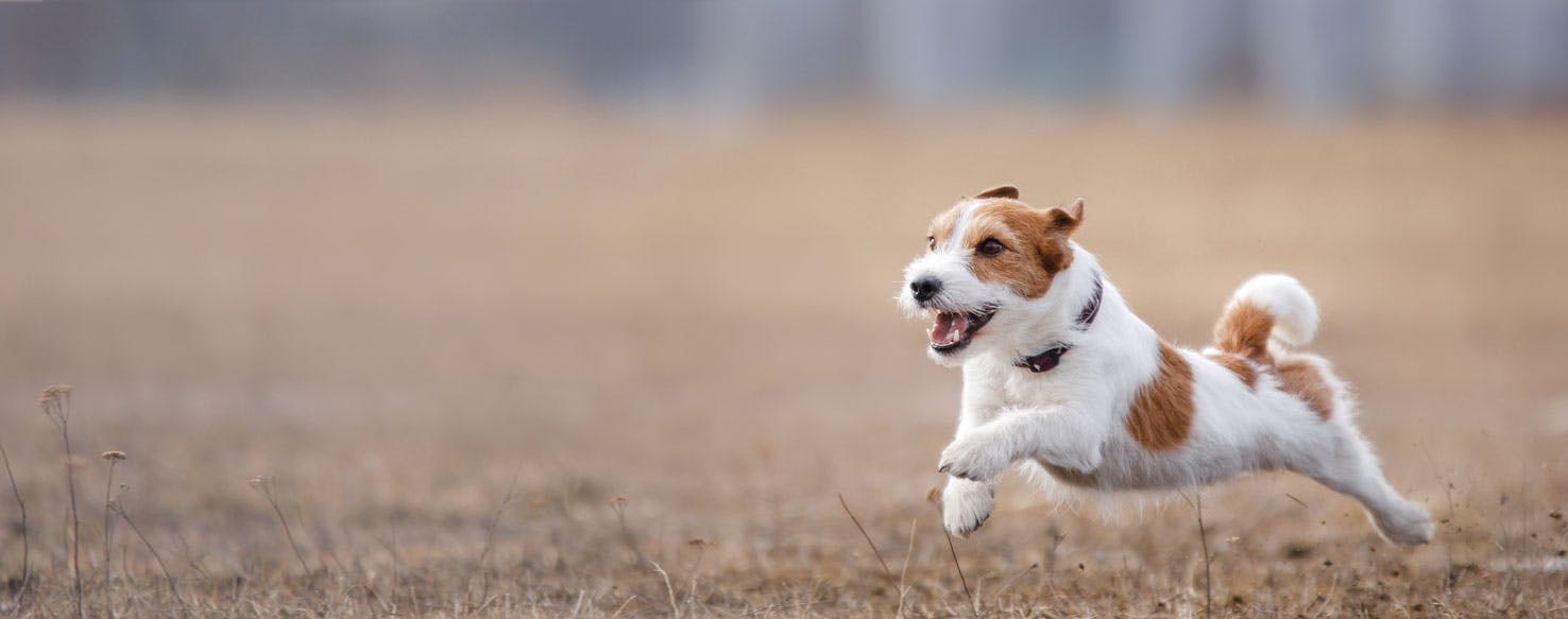 How fast can dogs run