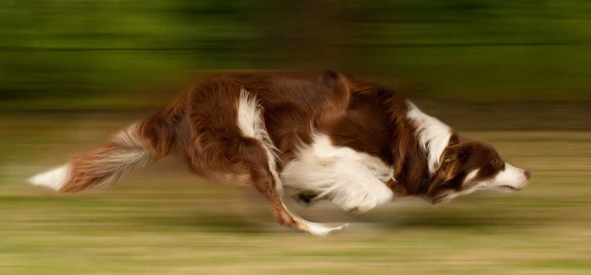 how fast can a golden retriever run