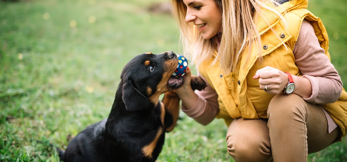 why do dogs want to play