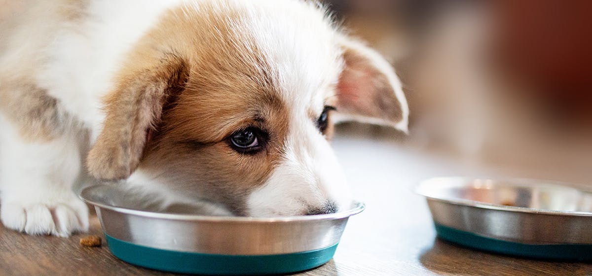 Can Dogs Eat Aluminum Foil