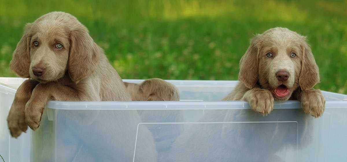 can-dogs-tell-identical-twins-apart