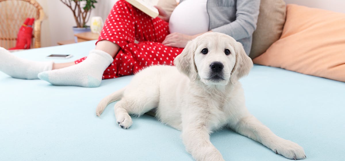 can a dog tell if you are pregnant before you know