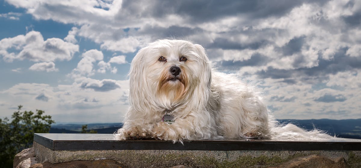 do dogs attract lightning