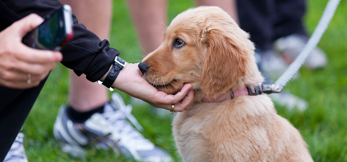 Can Dogs Sense Strangers? - Wag!