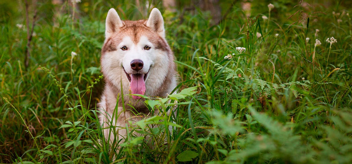 can dogs feel rhythm