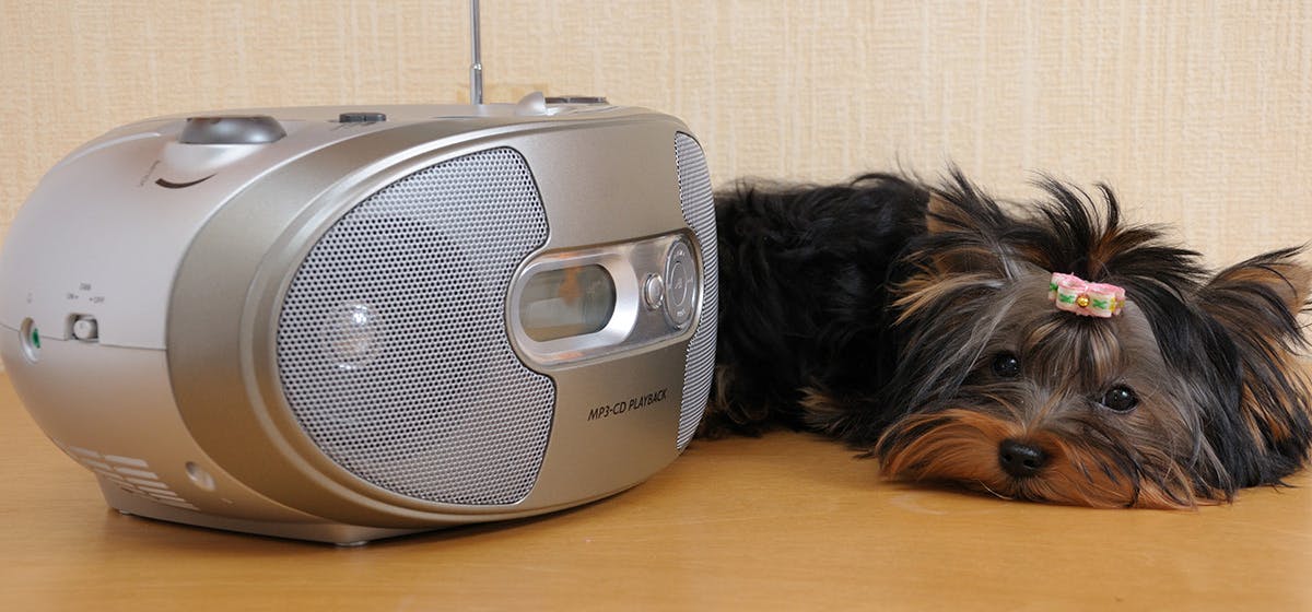 can-dogs-hear-radio