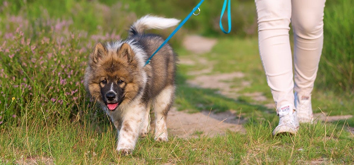 can-dogs-recognize-footsteps