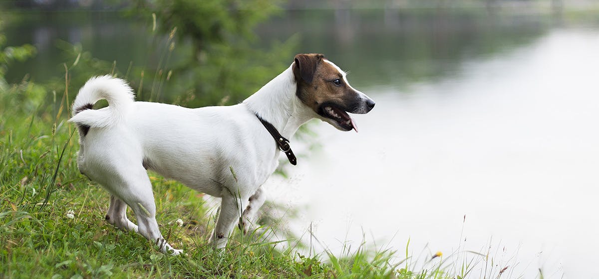 can-dogs-smell-alligators