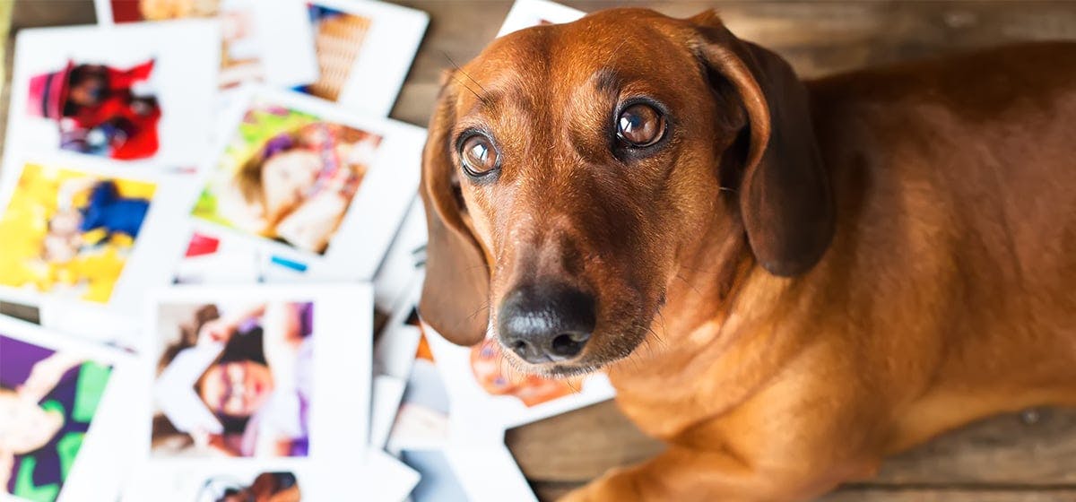 Dogs tilt their heads when they are 'confused,' study finds