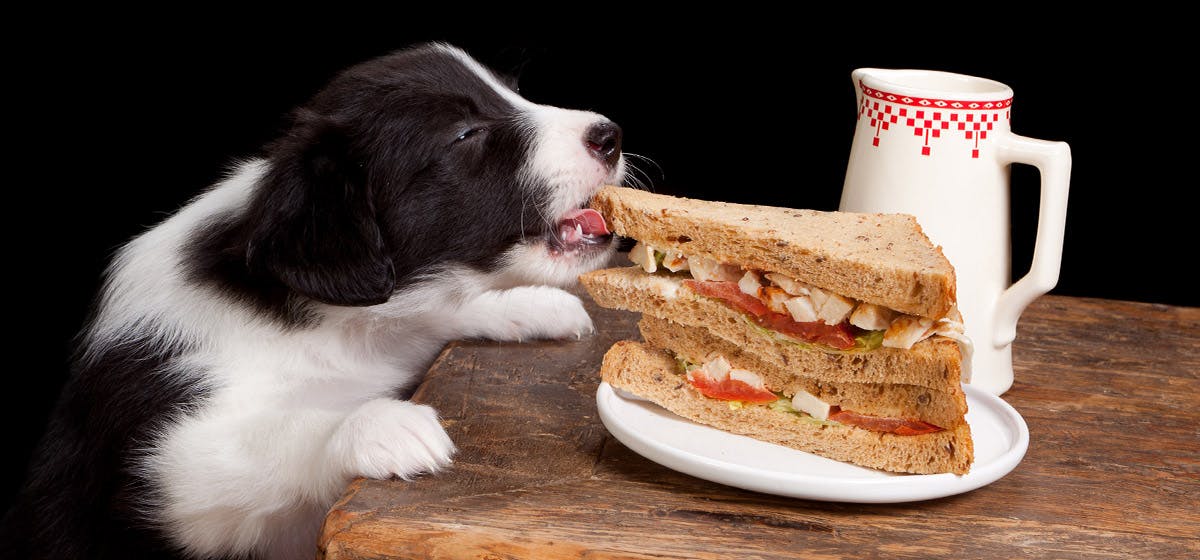 can-dogs-taste-zingy-food