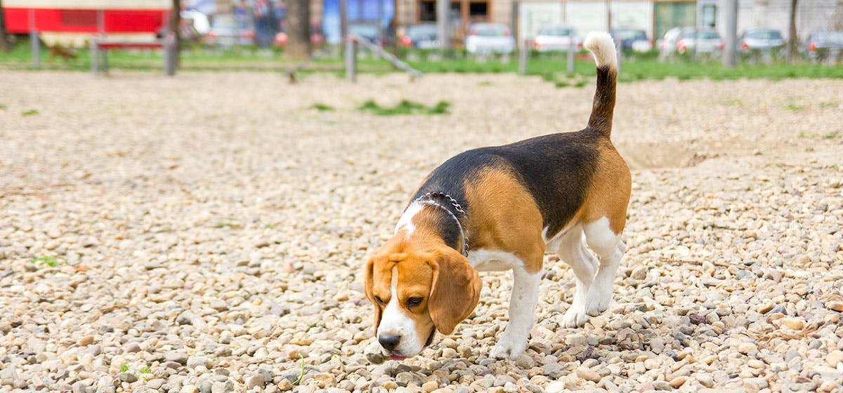 what do dogs sniff for when they poop